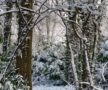 Entrance to the wood in the snow